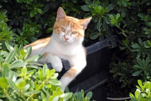 cat relaxing on bench in bushes