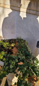 Kindness Rock in flower pot